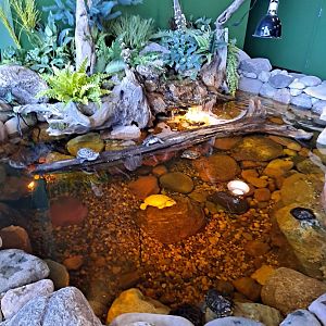 Red-Eared Sliders (4/19/25)