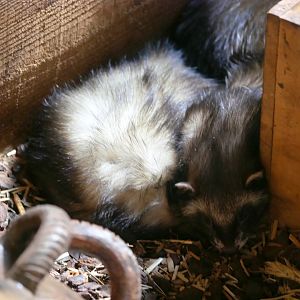 European polecat (Mustela putorius)
