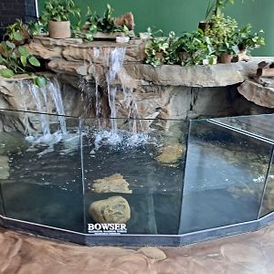 Alligator Snapping Turtle (Bowser) Exhibit (4/19/25)