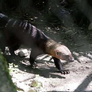 Tayra (Eira barbara)