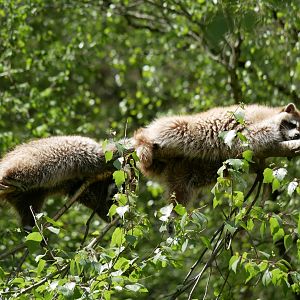 Racoon (Procyon lotor)