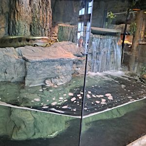 Green Anaconda (Ivy) Exhibit (4/19/25)