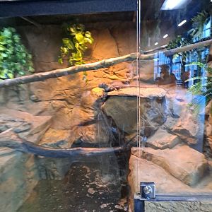 Sulawesi Black Sailfin Lizard Exhibit (4/19/25)