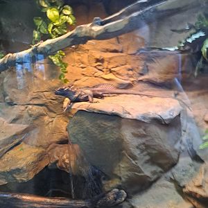 Sulawesi Black Sailfin Lizard (4/19/25)
