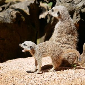 Meerkat (Suricata suricatta)