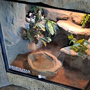 Reticulated Python (Neopolitan) Exhibit (4/19/25)