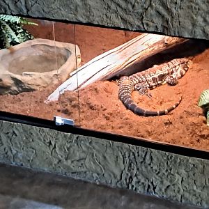 Argentine Black-and-White Tegu (Terrence) Exhibit (4/19/25)