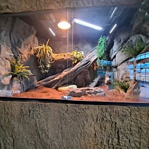 Burmese Python (Marshmallow) Exhibit (4/19/25)