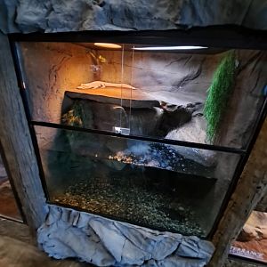 Baby Albino American Alligator Exhibit (4/19/25)