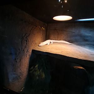 Baby Albino American Alligator (4/19/25)