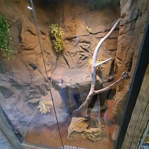 Burmese Python (Penelope) Exhibit (4/19/25)