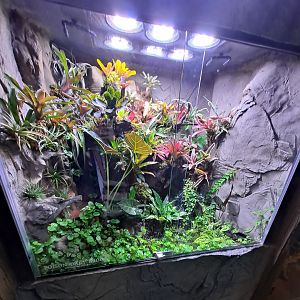 Poison Dart Frog Exhibit (4/19/25)