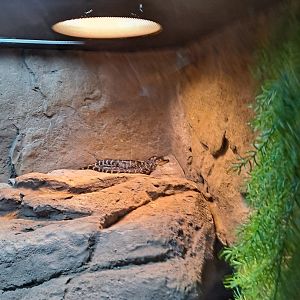 Itty Bitty Baby Gators (4/19/25)