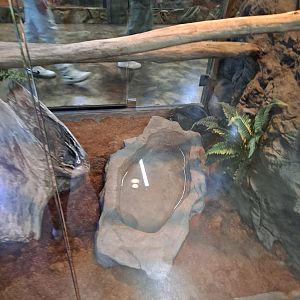 Reticulated Python (Night Fury) Exhibit (4/19/25)