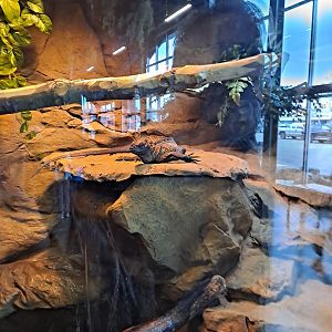 Sulawesi Black Sailfin Lizard (4/19/25)