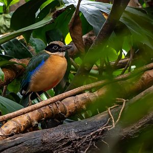 Blue-winged pitta (Pitta moluccensis)