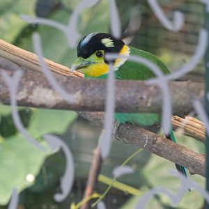 Long-tailed broadbill (Psarisomus dalhousiae)