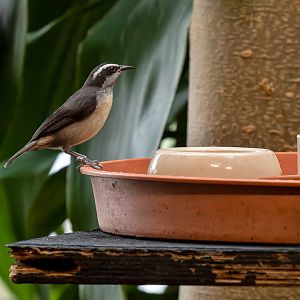 Bananaquit (Coereba flaveola)