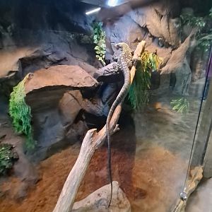 Crocodile Monitor (Baby Kush) Exhibit (4/19/25)