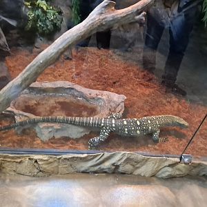 Crocodile Monitor (Baby Kush) Exhibit (4/19/25)