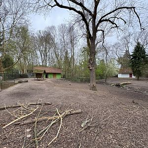 Enclosure for Vietnamese pot-bellied pigs and Axis deer (Axis axis)