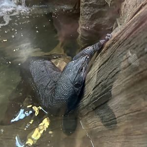 Toothless the Asian Water Monitor (4/19/25)