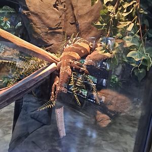 Beetlejuice the Bell's Phase Lace Monitor (4/19/25)