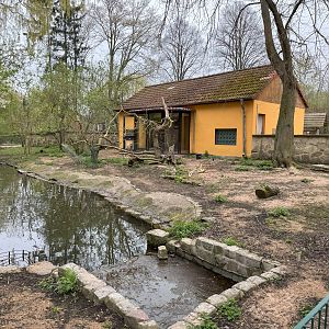 Enclosure for Capybara (Hydrochoerus hydrochaeris)