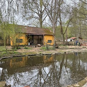 Enclosure for Capybara (Hydrochoerus hydrochaeris)