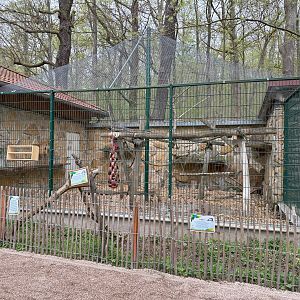 Exhibit for Moor macaque (Maur macaque)