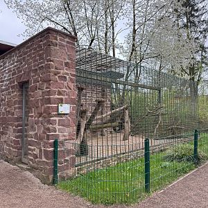 Exhibit for Olive baboon (Papio anubis)