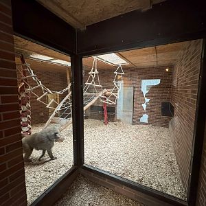 Indoor area for Olive baboon (Papio anubis)