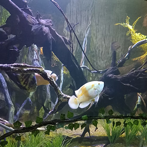 Freshwater sector - São Paulo Aquarium