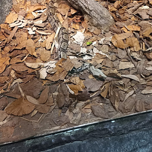 Boa constrictor - São Paulo aquarium