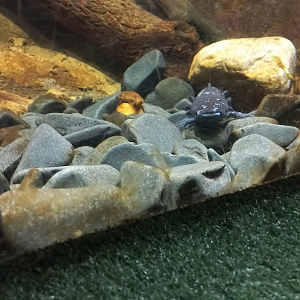 axolotl - São Paulo