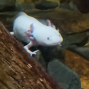 Pink Axolotl - São Paulo aquarium