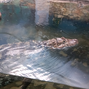 Female Broad snouted caiman - São Paulo aquarium
