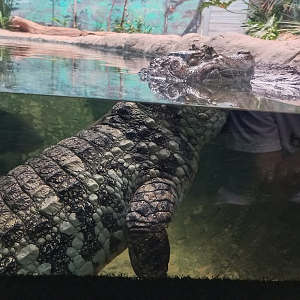 Female Broad snouted caiman - São Paulo Aquarium