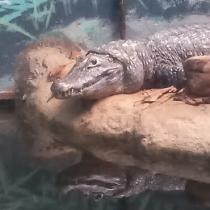 Female yacare - São Paulo aquarium