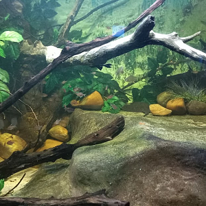 Amazonian nursery aquarium - São Paulo aquarium