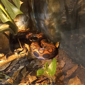 Salamanta - São Paulo Aquarium