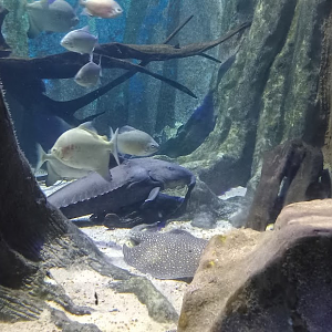 Amazonian fishes - São Paulo aquarium