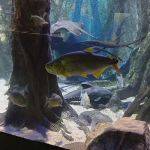 Dorado - Amazonian fishes - São Paulo aquarium