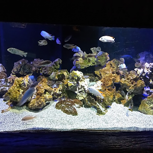 African ciclids - São Paulo aquarium