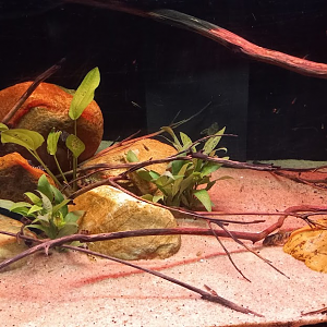 Tetra Tucano - São Paulo aquarium