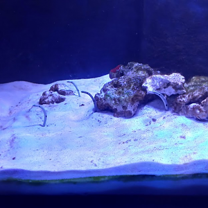 Spotted garden eel - São Paulo aquarium