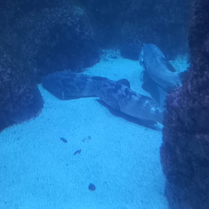 Dusky grouper - São Paulo aquarium