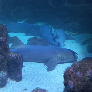Sharks - São Paulo aquarium