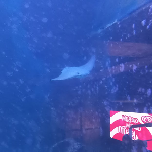 Cownose ray - São Paulo zoo