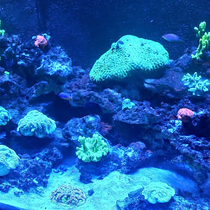 Reefs - São Paulo aquarium